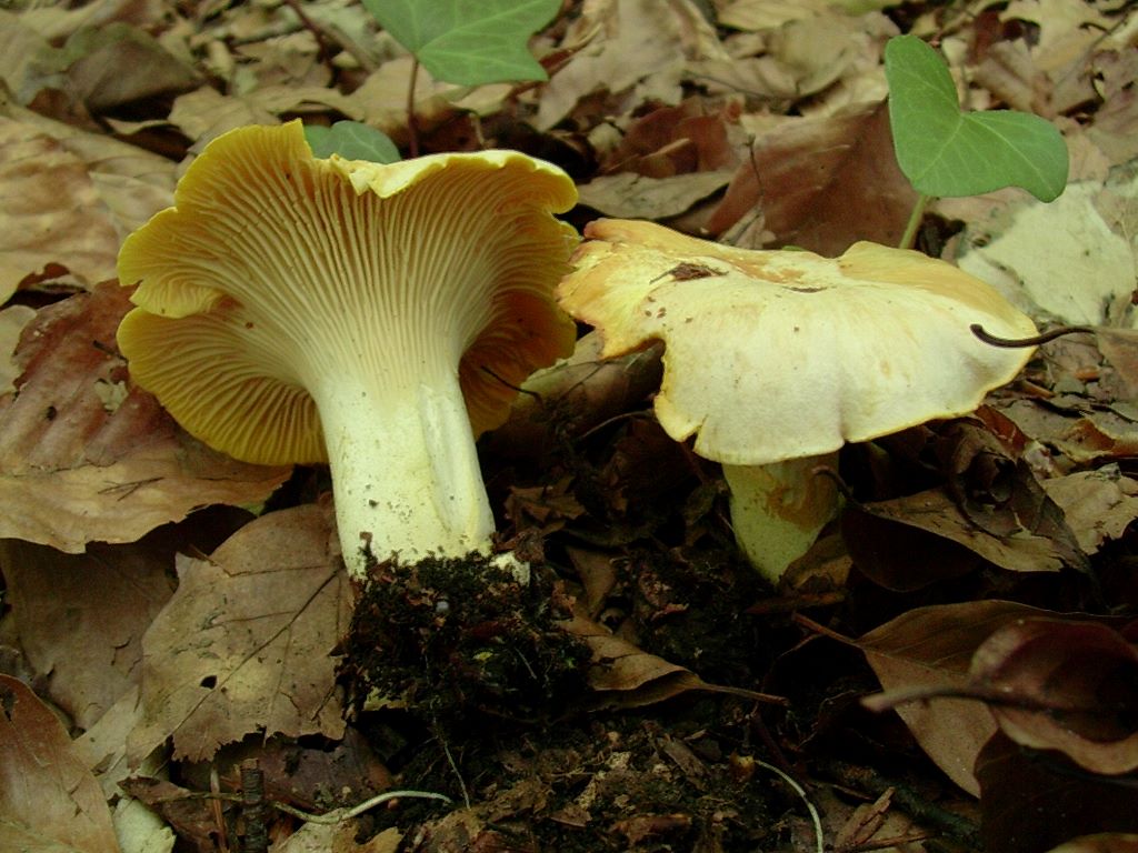 2019 Giugno vecchio ritrovamento